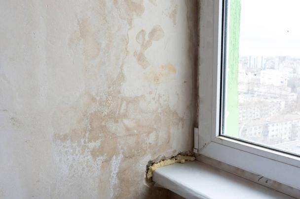 Best mould removal Geelong
